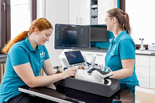 Sonographie mit kleinen Hund